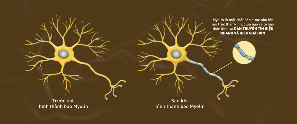 hình thành bao myelin