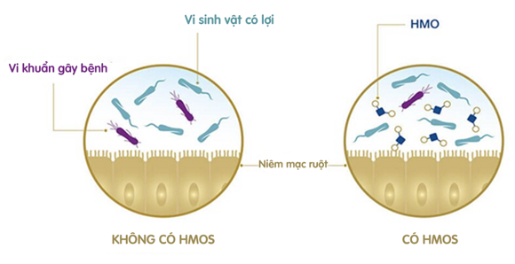 HMOs thúc đẩy sự phát triển của vi sinh vật có lợi