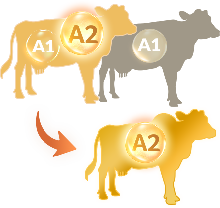 bò A2 thuần chủng 1