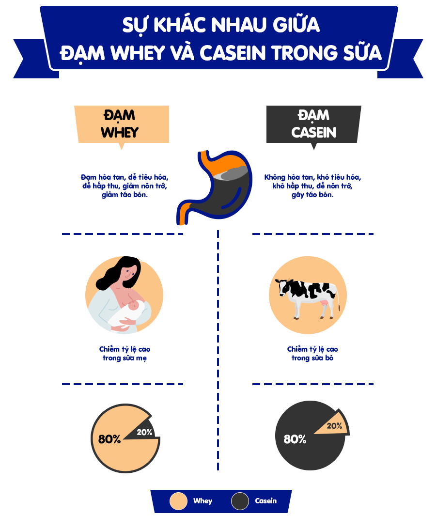 Sự khác nhau giữa Protein Whey và Casein trong sữa