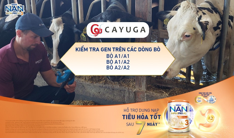 Sữa đạm A2 trong NAN Infinipro A2 (bước 3) đến từ CAYUGA - Công ty chuyên tuyển chọn và cung cấp sữa tù Mỹ