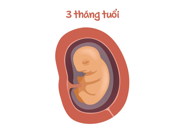 Hình minh họa cho dinh dưỡng thai kỳ tháng thứ 3