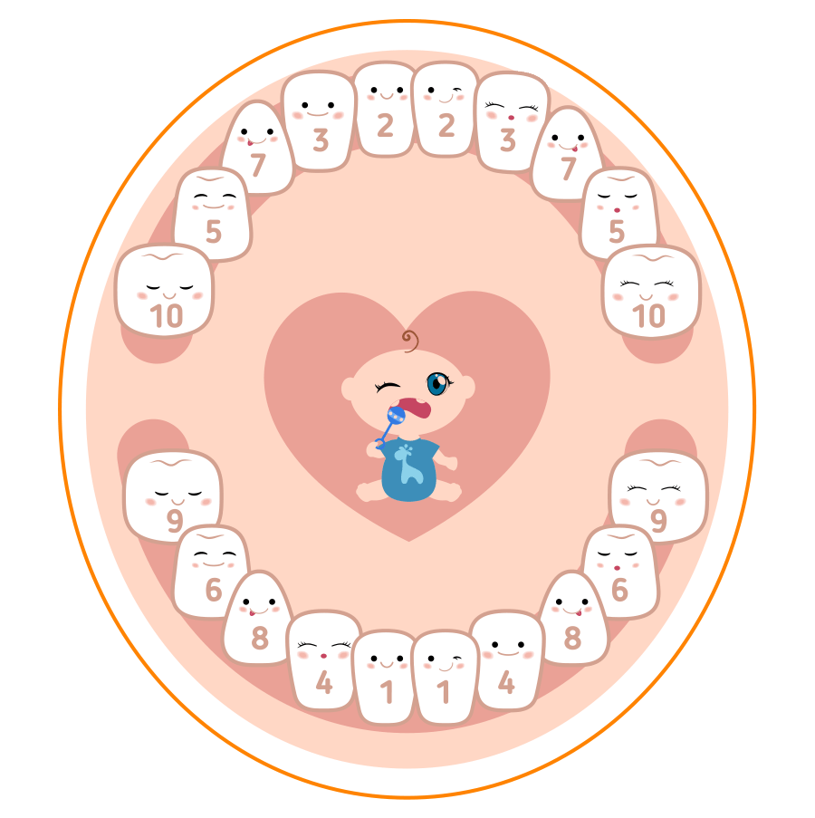 Nắm rõ lịch sử mọc răng sữa của bé