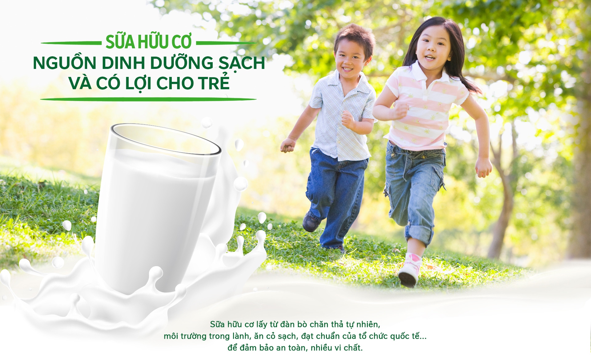 Sữa hữa cơ lấy từ đàn bò chăn thả tự nhiên, môi trường trong lành, ăn cỏ sạch, đạt chuẩn quốc tế