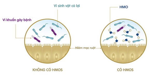 HMOs thúc đẩy sự phát triển của vi sinh vật có lợi HMOs thúc đẩy sự phát triển của vi sinh vật có lợi