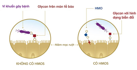 HMOs hỗ trợ tạo rào cản bảo vệ tại đường ruột HMOs hỗ trợ tạo rào cản bảo vệ tại đường ruột