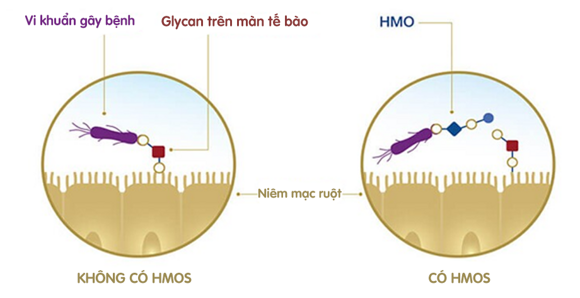 ngăn chặn sự kết dính mầm bệnh trong ruột