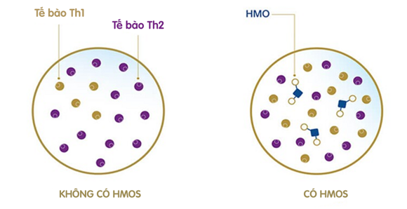 HMOs trực tiếp giúp cân bằng hệ thống miễn dịch