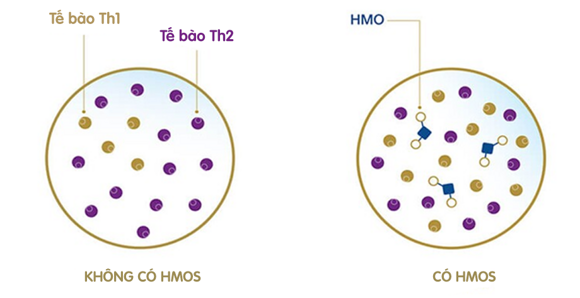 HMOs trực tiếp giúp cân bằng hệ thống miễn dịch HMOs trực tiếp giúp cân bằng hệ thống miễn dịch